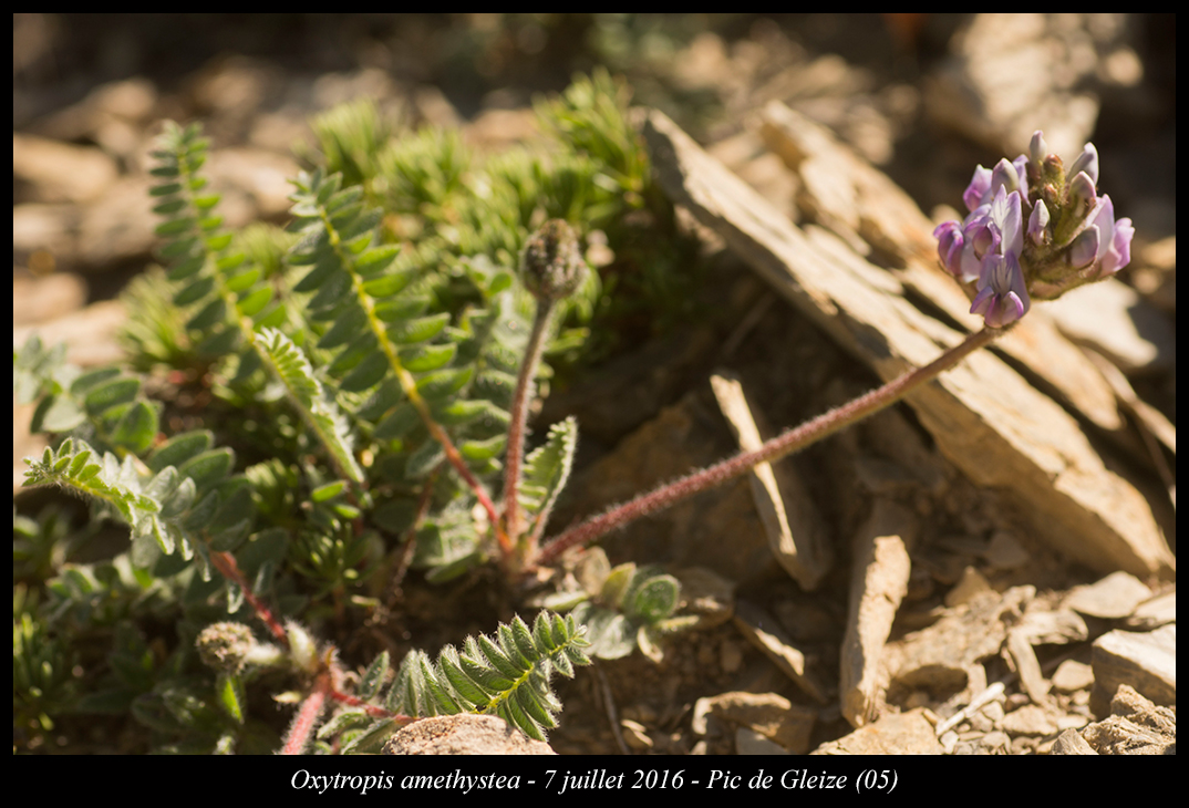 Oxytropis amethystea